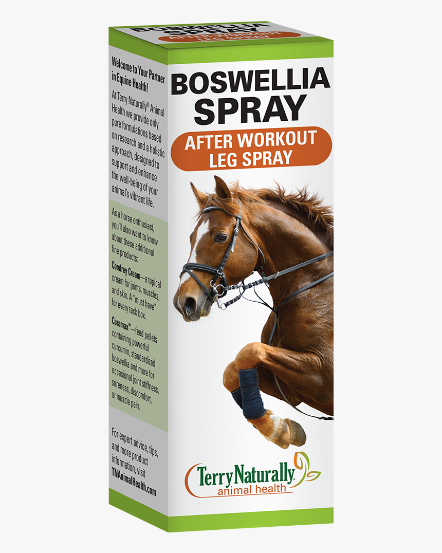 Cavalli Con Ragazza Sopra, HD Png Download