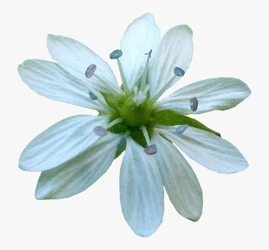 African Daisy, HD Png Download