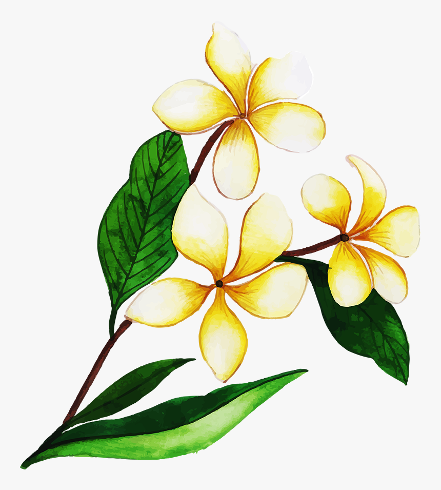 Frangipani, HD Png Download