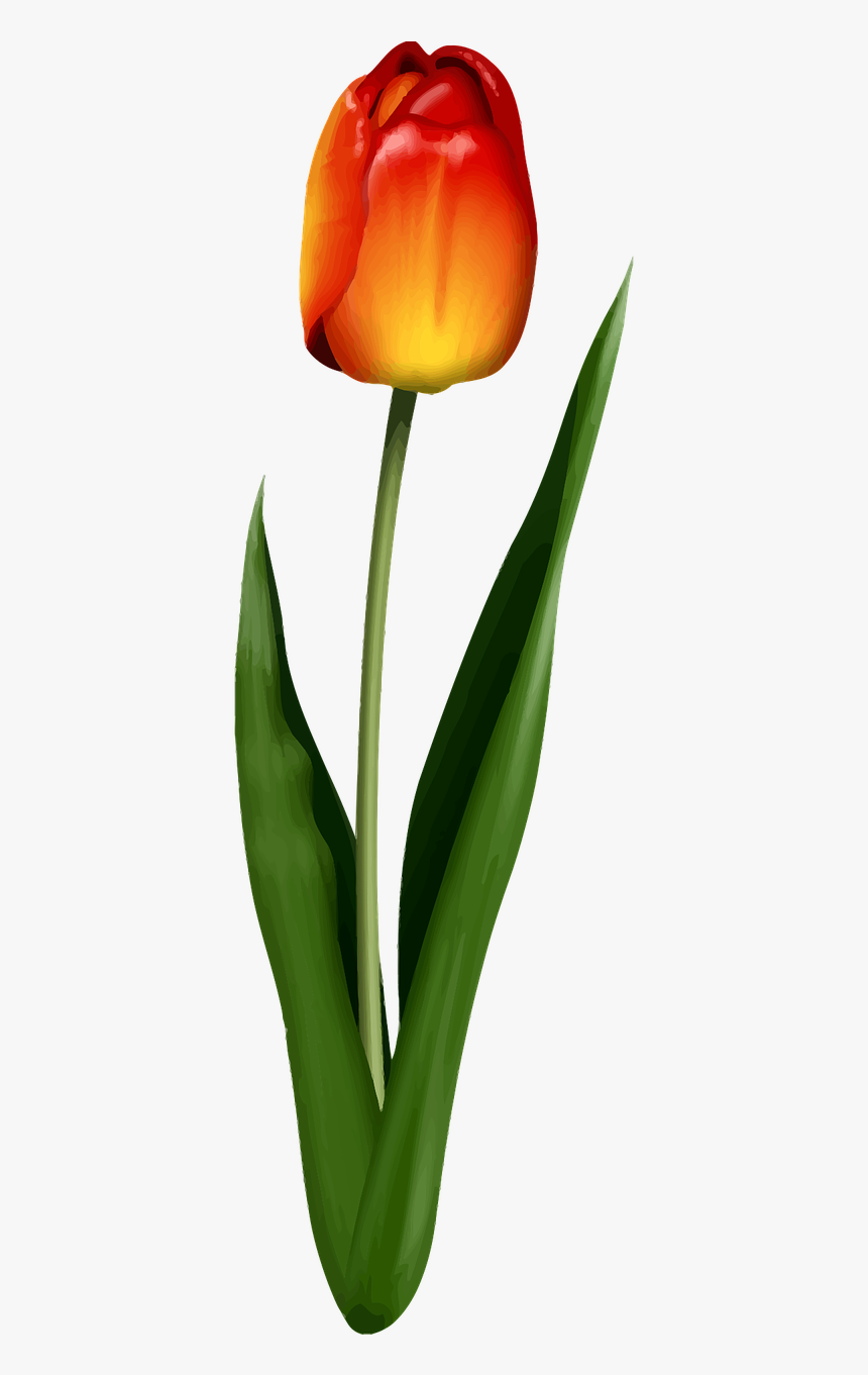 Tulip, HD Png Download