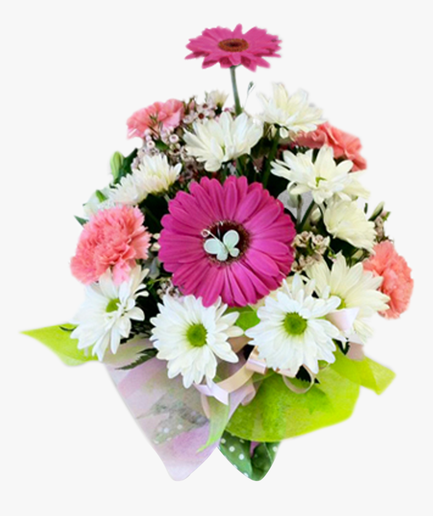 Barberton Daisy, HD Png Download