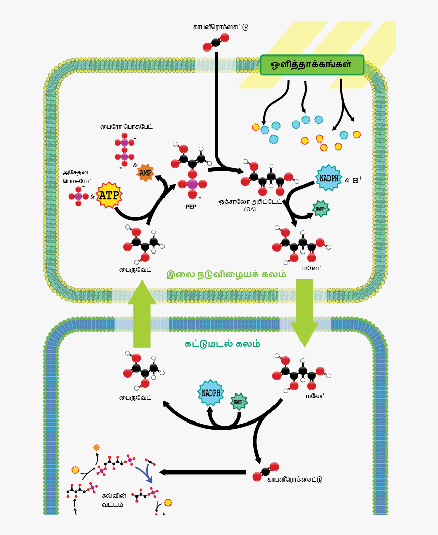 C4 Carbon Fixation, HD Png Download