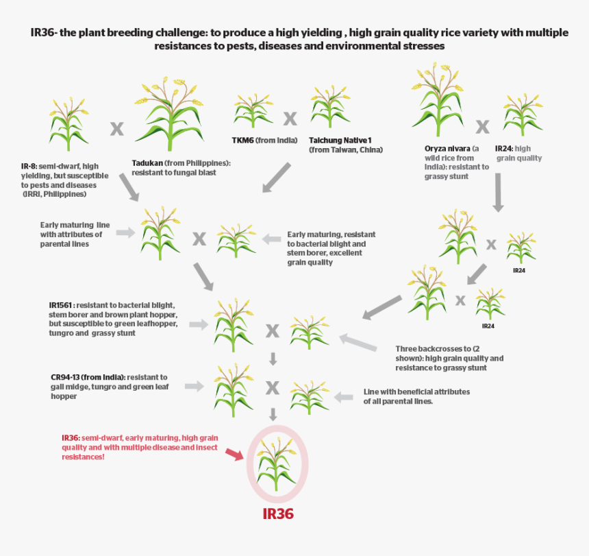 How Do You Develop A New Crop Variety By Conventional - Conventional Breeding Of Rice, HD Png Download