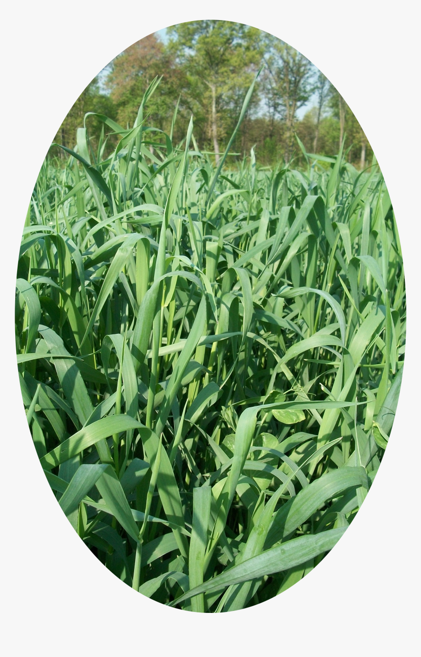 Grass, HD Png Download