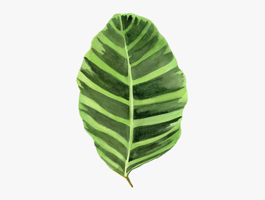 Thumb Image - Big Leaf Png, Transparent Png