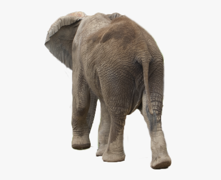 Elephant Png - Asian Elephant, Transparent Png