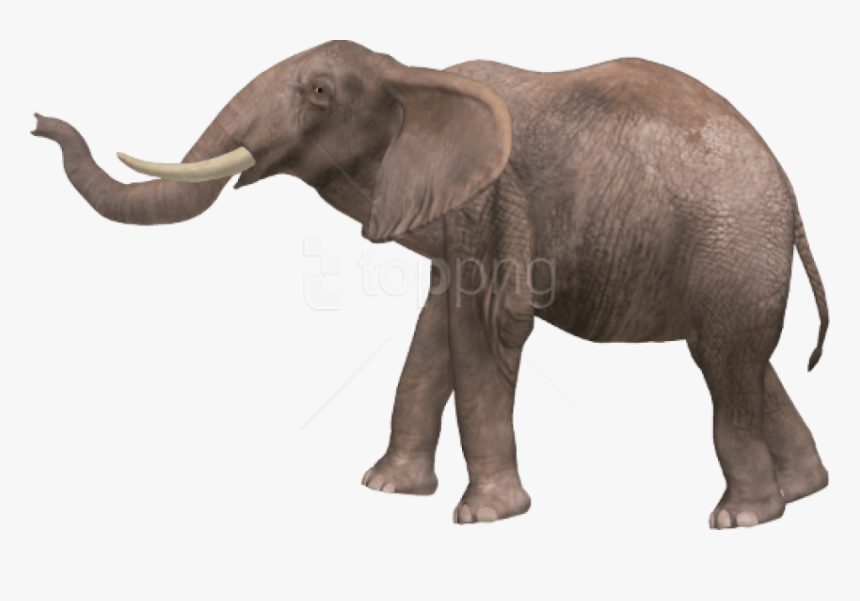 Free Png Download Elephant Png Images Background Png - Elephant Png, Transparent Png