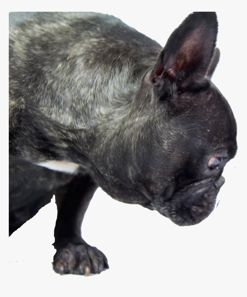 Transparent Dogs Png - Dog With Diarrhea, Png Download