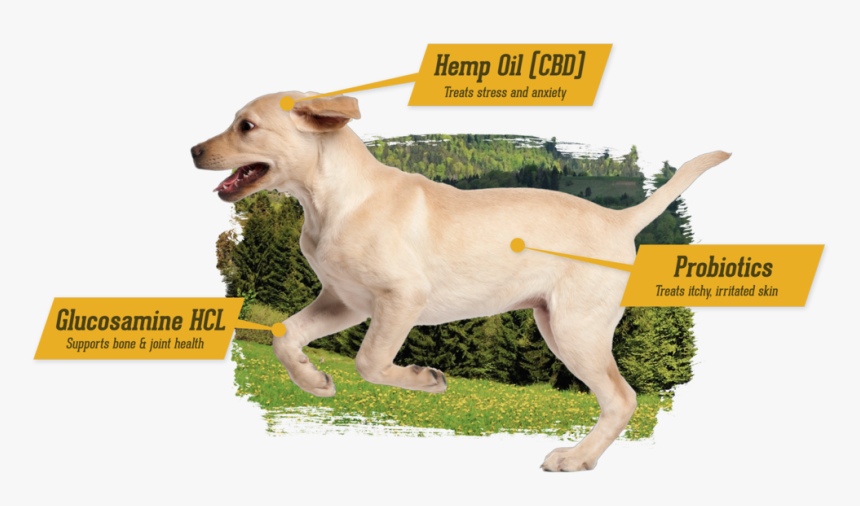 Cbd For Dogs - Companion Dog, HD Png Download