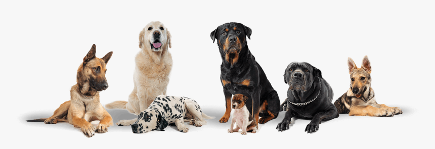 Group Of Dogs Transparent Background , Png Download - Transparent Background Group Of Dogs Png, Png Download
