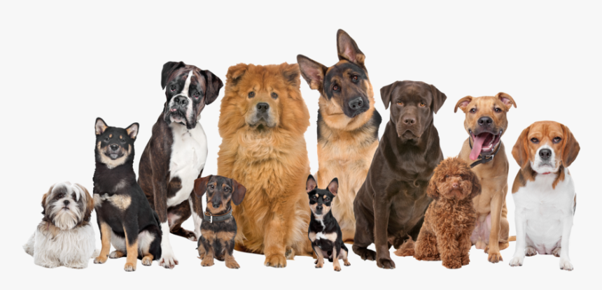 Thumb Image - Happy New Year 2020 Images With Dogs, HD Png Download