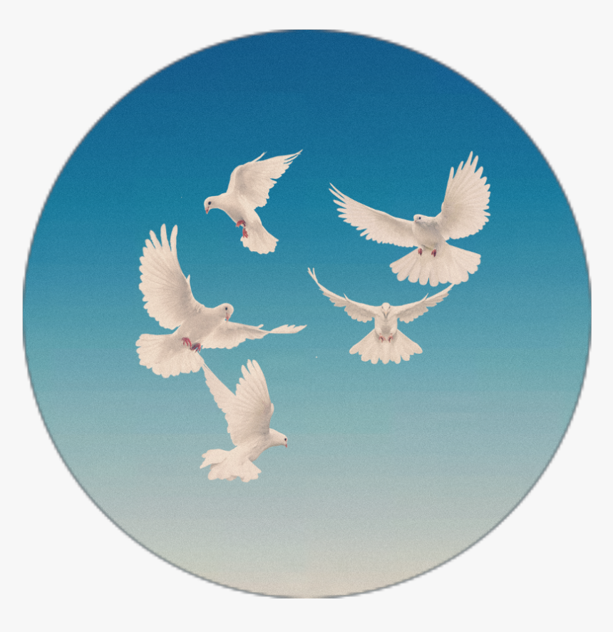 #pigeon #vhs #vhsoverlay #overlay #vhsplay #noisy #noise - Columbidae, HD Png Download