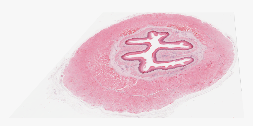 Gelato, HD Png Download