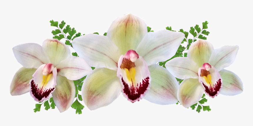 Moth Orchid, HD Png Download