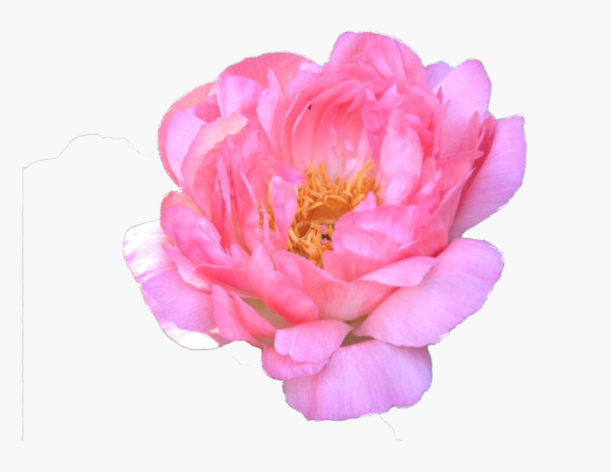 Common Peony, HD Png Download