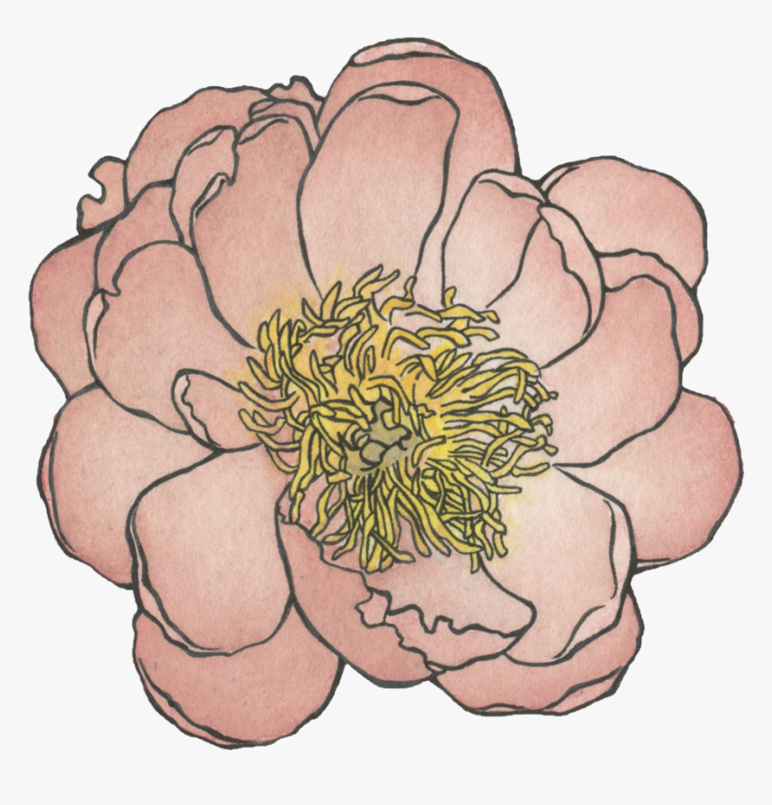 Peony , Watercolor And Ink , Png Download - Common Zinnia, Transparent Png