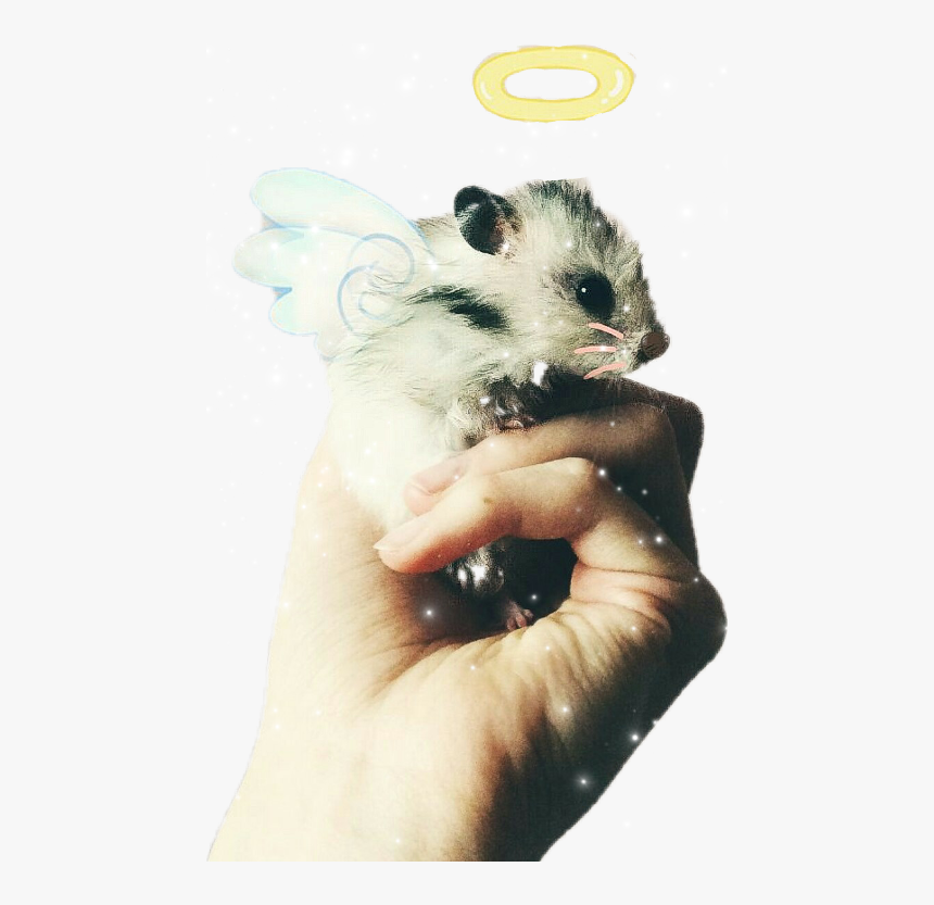 Mouse, HD Png Download