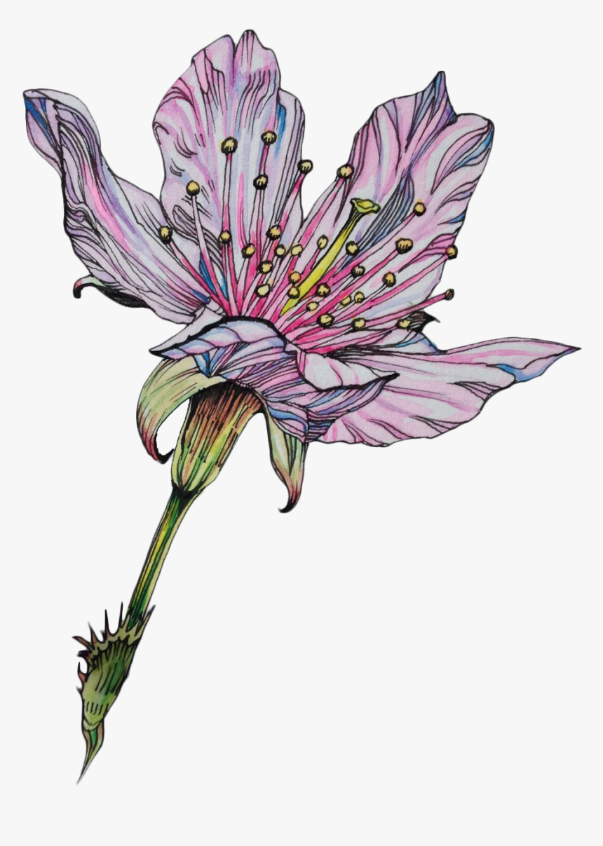 Transparent Blg
dark Blg
**source - Lily Drawing, HD Png Download