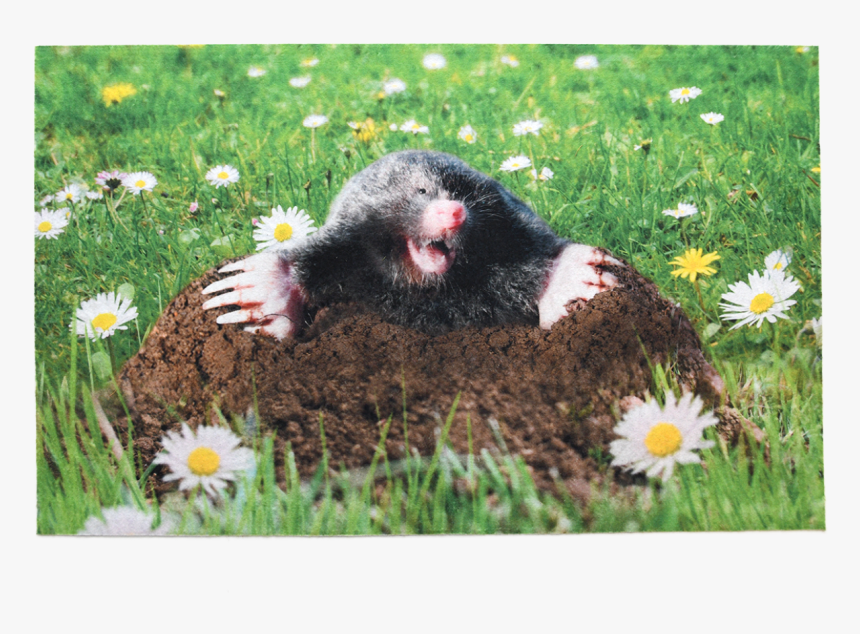 Doormat Mole - Cheeky Mole Door Mat, HD Png Download