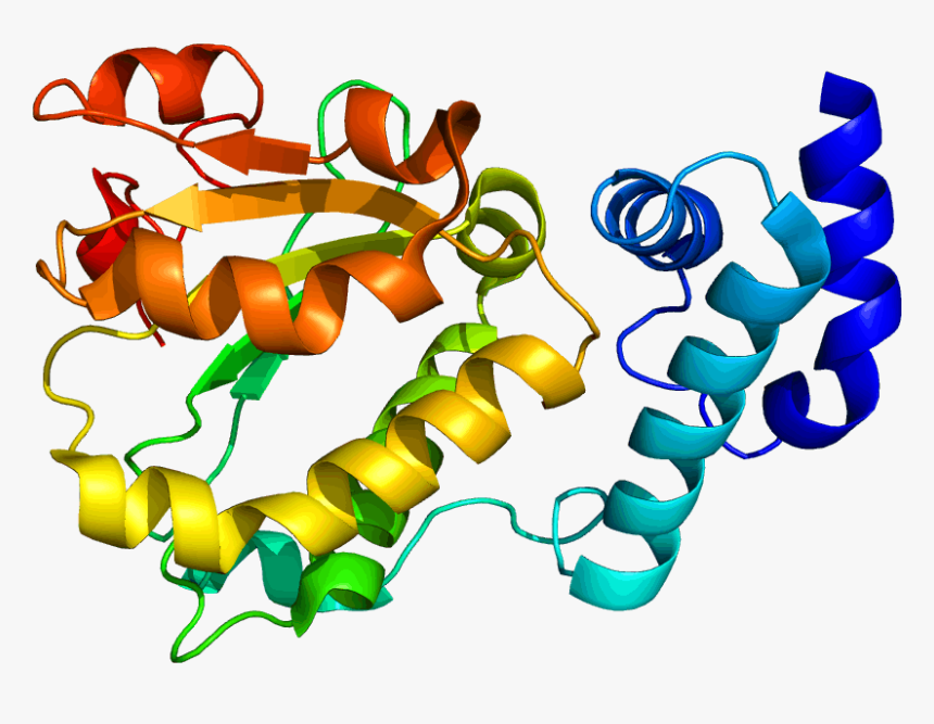 Protein Rlbp1 Pdb 1xgg - Protein Science, HD Png Download