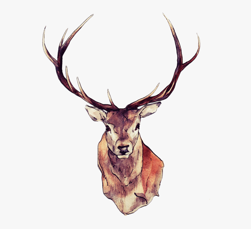 Transparent Deer, HD Png Download