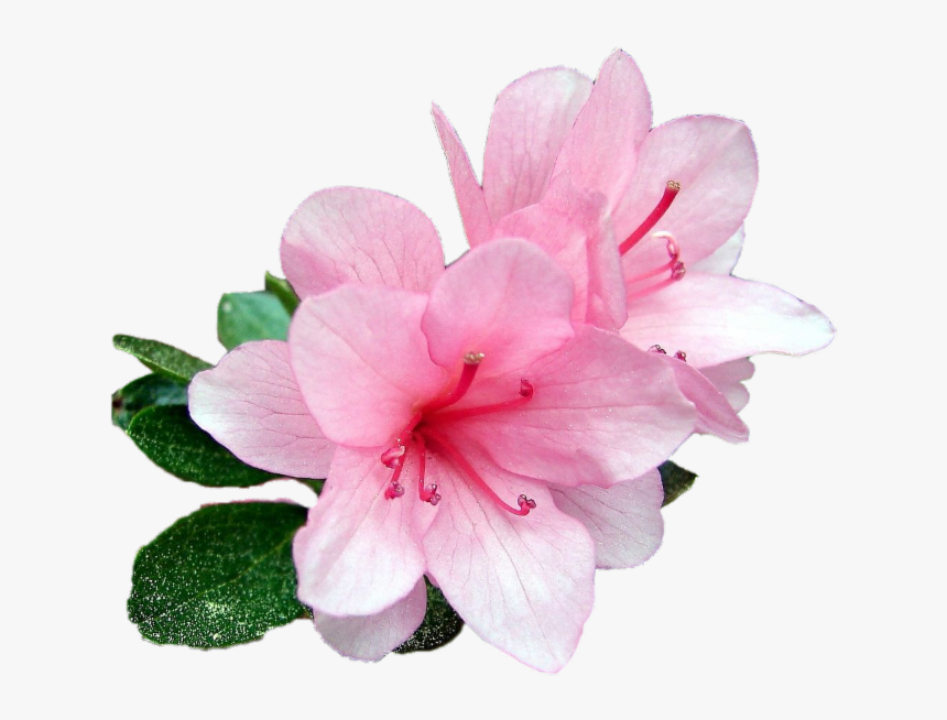 Рододендрон листопадный белый. Азалич. Рододендрон листопадный белый. Рододендрон гибридный эренгольд. Рододендрон шнеевитхен.