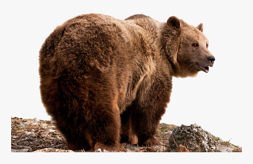 Grizzly Bear Png - Brown Bear, Transparent Png