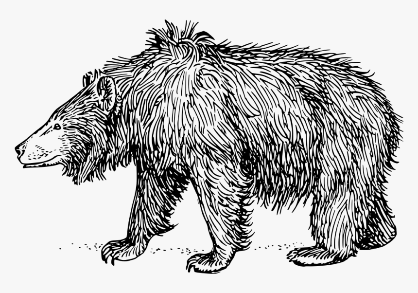 Clip Art Sloth Bear, HD Png Download