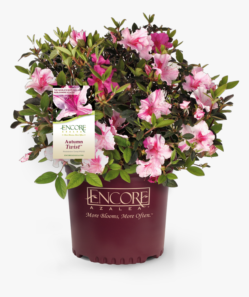 Autumn Twist Azalea, HD Png Download