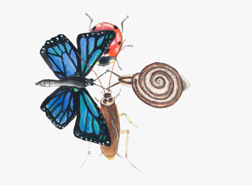 Sketch, HD Png Download