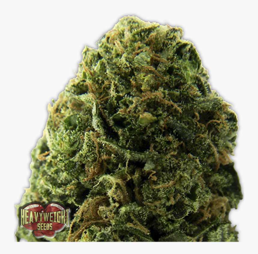 Midget Weed, HD Png Download