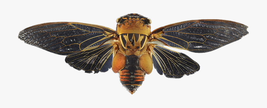 Double Drummer Cicada Transparent - Cicada, HD Png Download