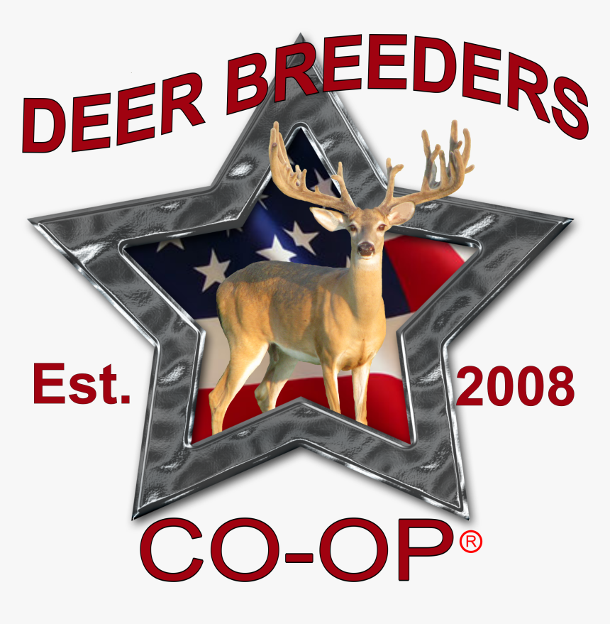 Roe Deer, HD Png Download