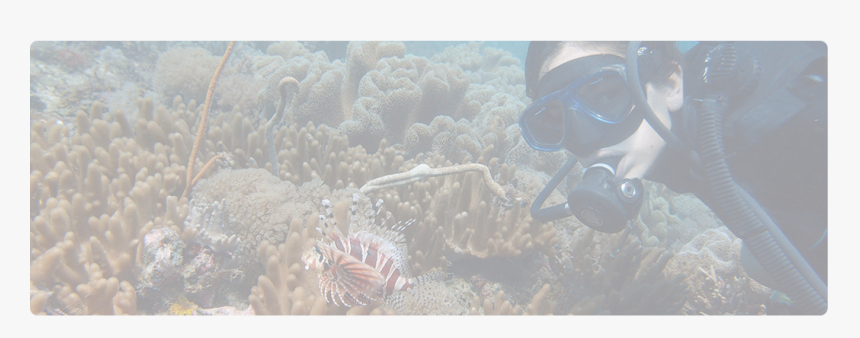 Underwater, HD Png Download