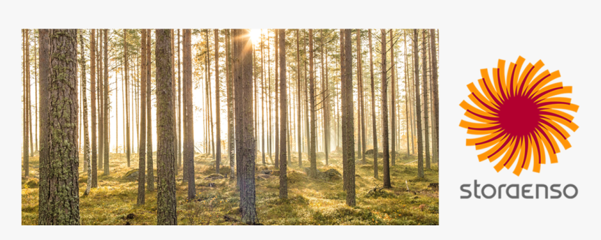 Spruce-fir Forest, HD Png Download