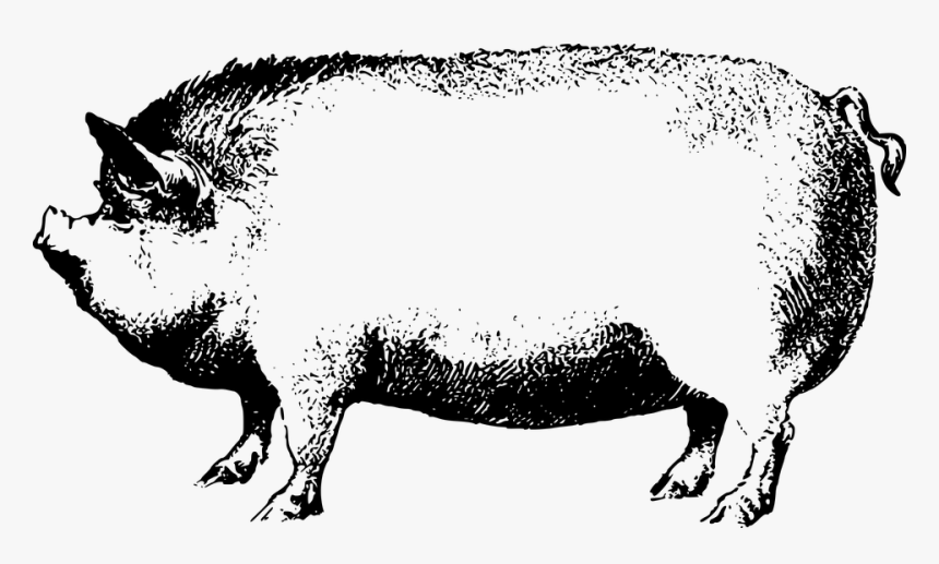 Boar Black And White Clipart, HD Png Download