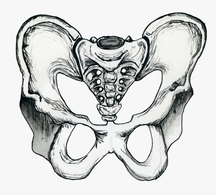 Hip Bone - Sketch, HD Png Download