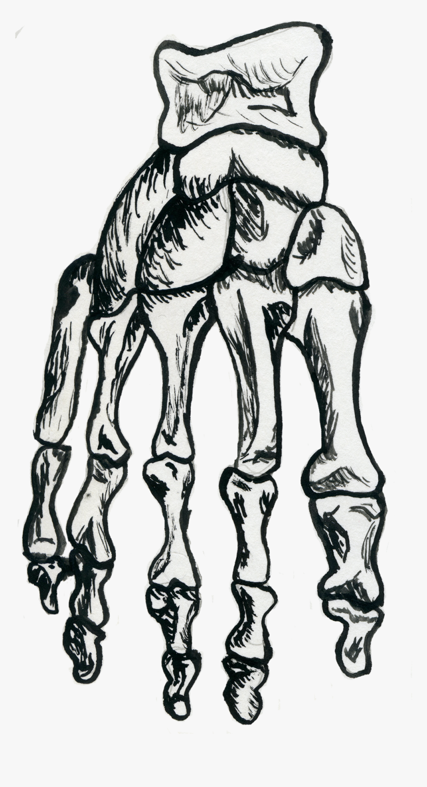 Foot Bone, HD Png Download