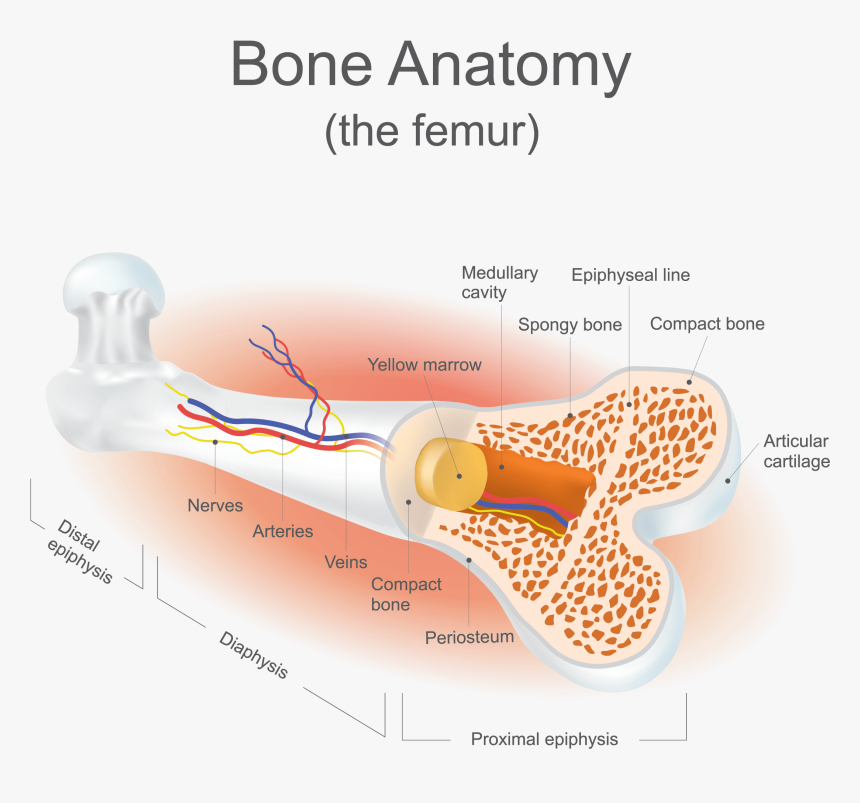 Strongest Bone Body, HD Png Download