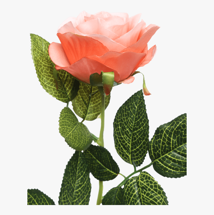 Single Rose Stem Orange - Garden Roses, HD Png Download