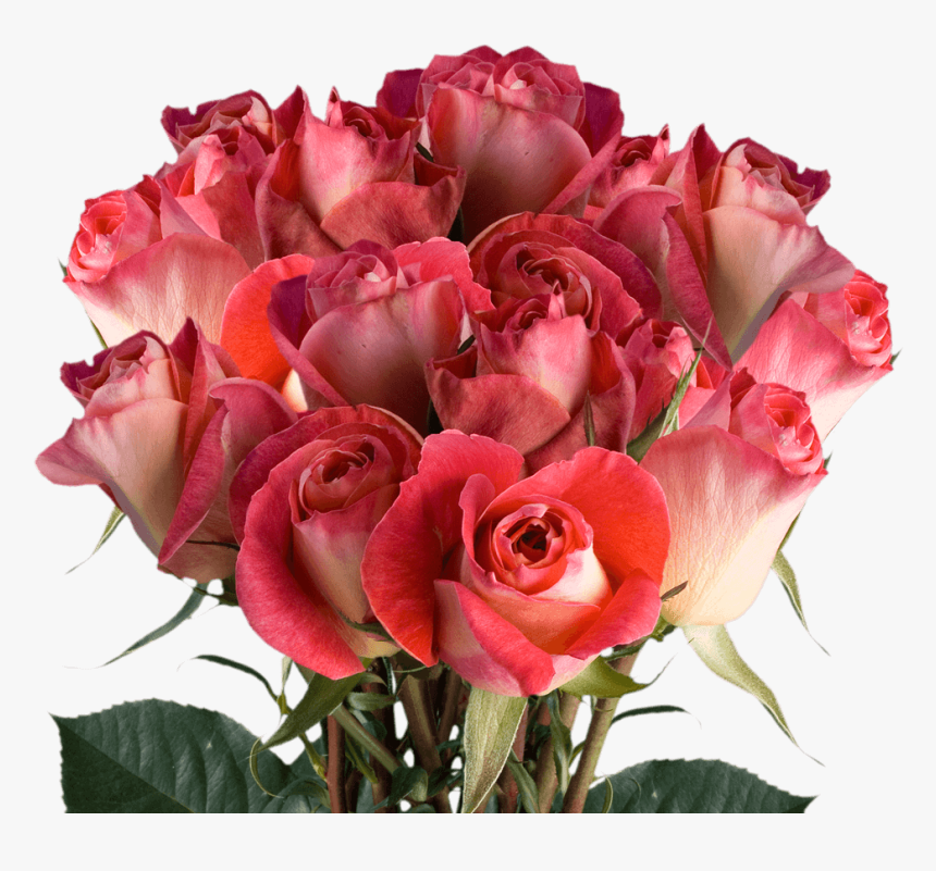 Floribunda, HD Png Download