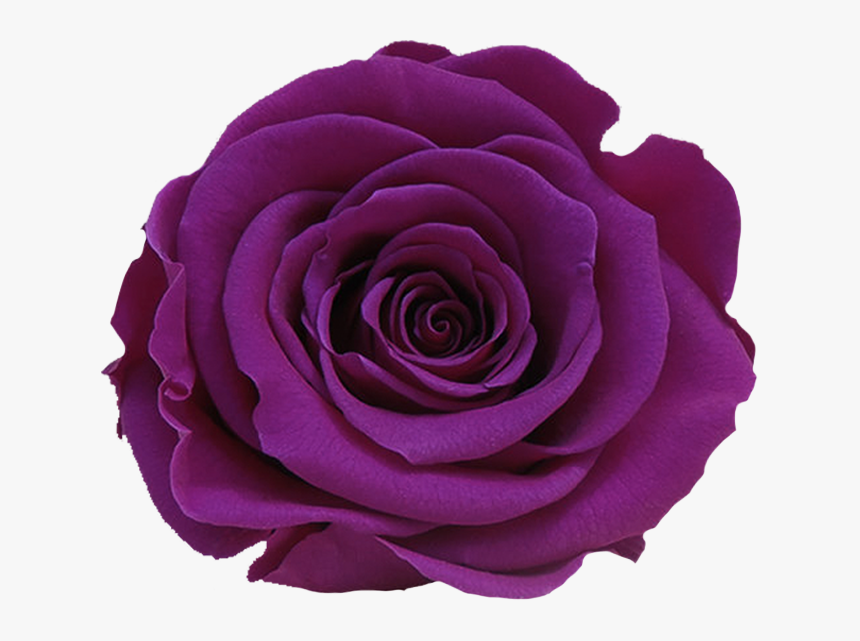 Stem Rose Individual Box - Floribunda, HD Png Download