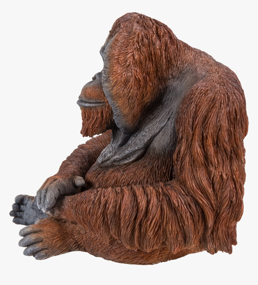 Orangutan, HD Png Download