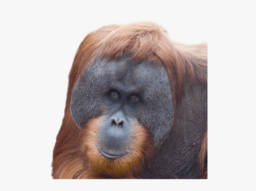 Monkey, HD Png Download