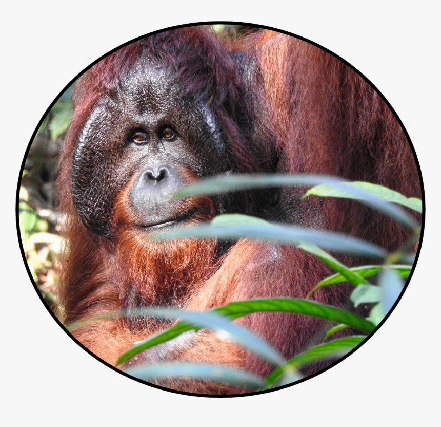 Orangutan, HD Png Download