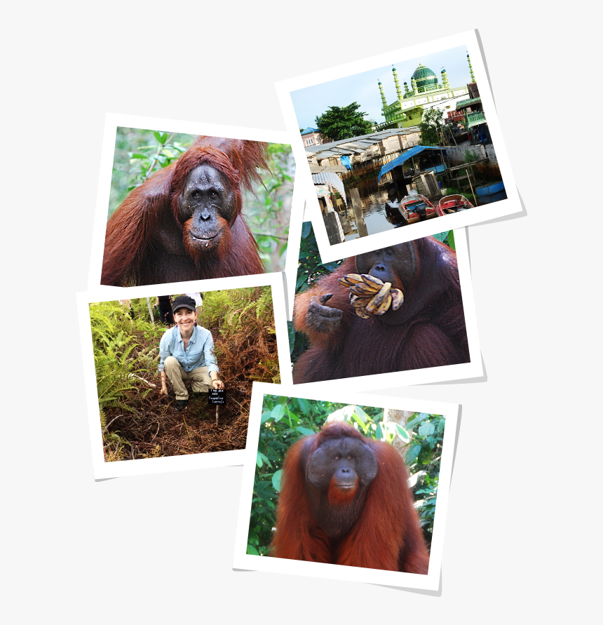 Orangutan, HD Png Download