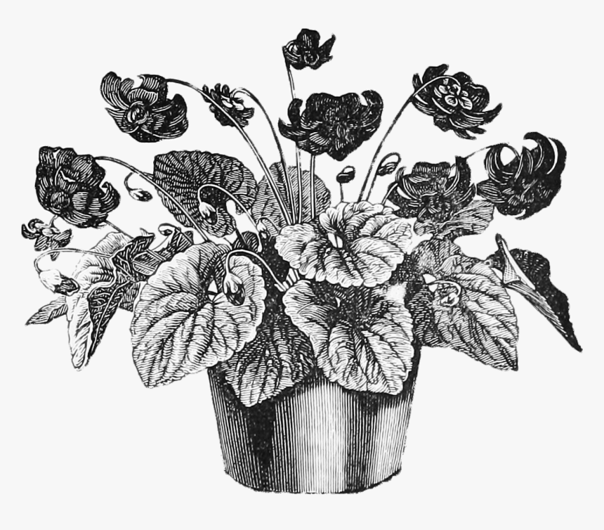 Vintage Plant Illustration Png, Transparent Png