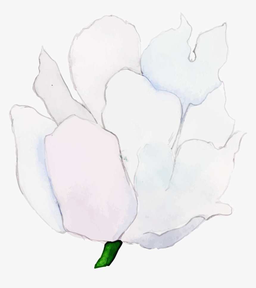 Magnolia, HD Png Download