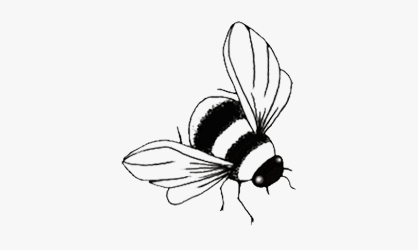 Net-winged Insects, HD Png Download