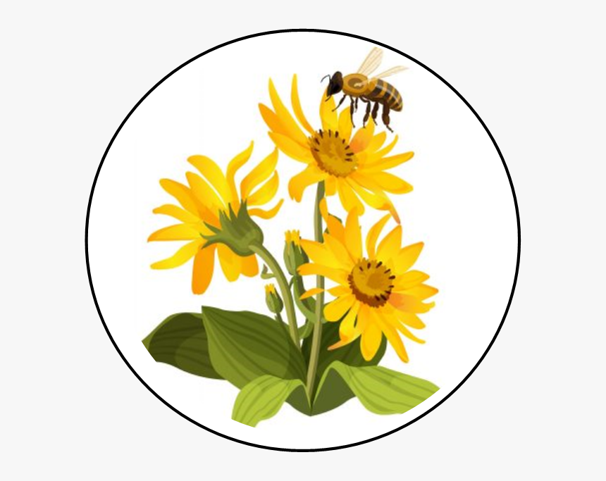 Proceso De Polinizacion, HD Png Download